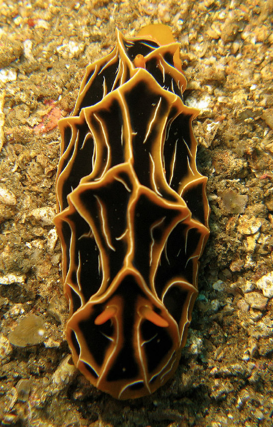  Reticulidia halgerda (Sea Slug)